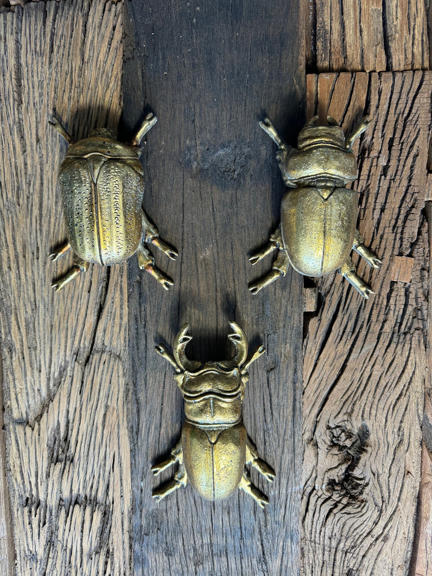 Gold Climbing Wall Beetles Wall Art Scarab and Stag SPECIAL OFFER