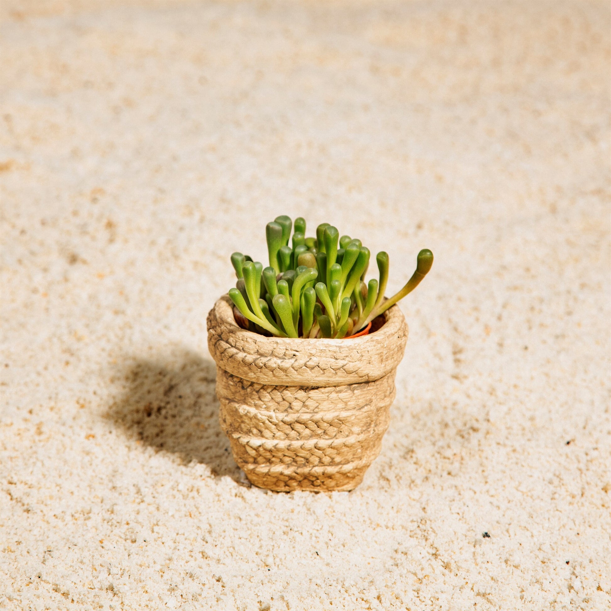 Small Basket Weave Ceramic Plant Pot - Stock Clearance